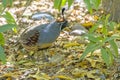 Male GambelÃ¢â¬â¢s Quail Foraging